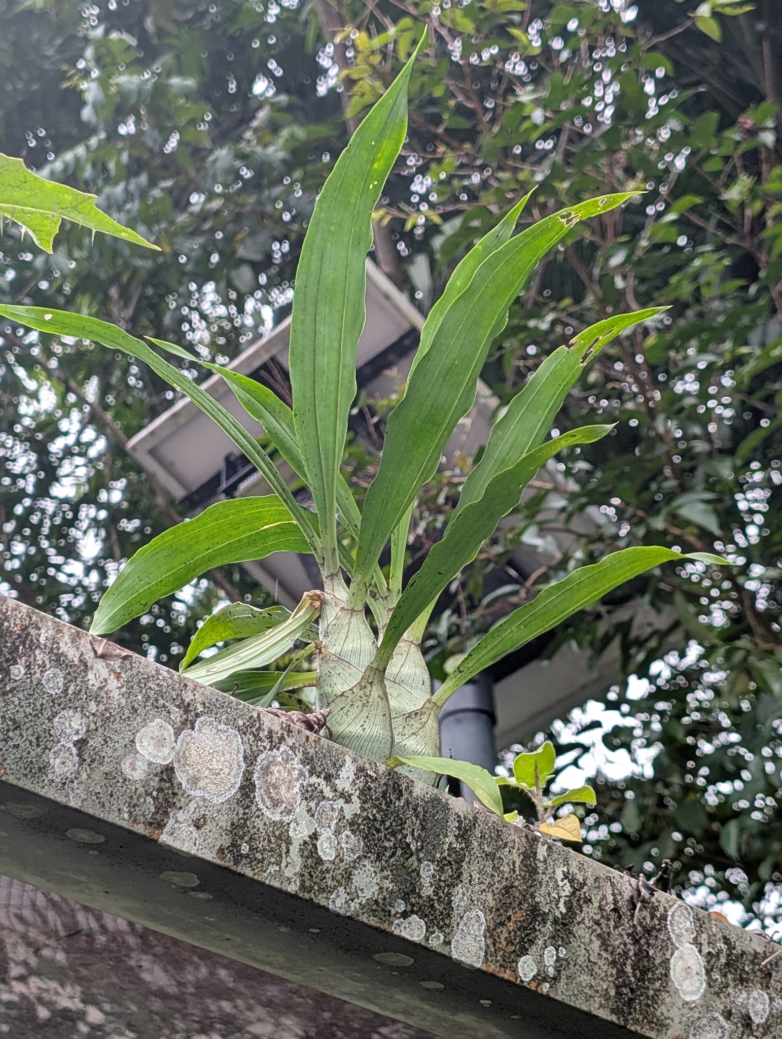Imagem de catasetum