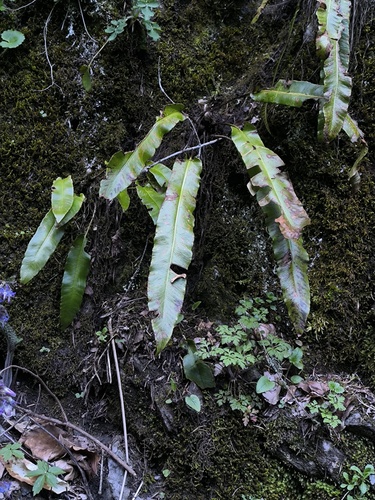 Hart's-tongue fern