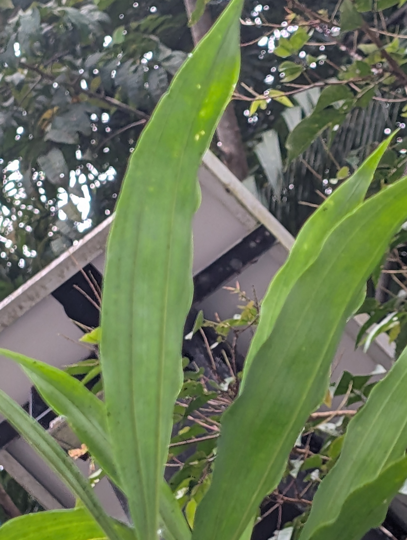 Imagem de catasetum