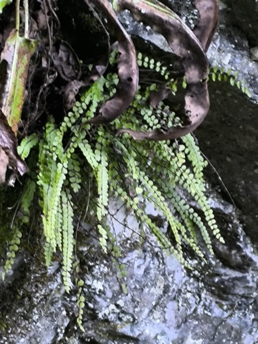 maidenhair spleenwort