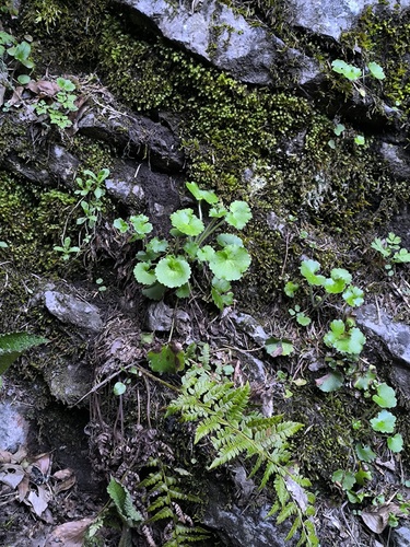 Round-leaved Saxifrage