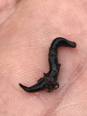 Endeavouria septemlineata