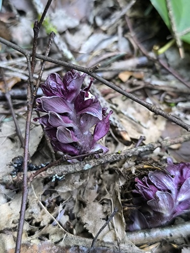 Common Toothwort
