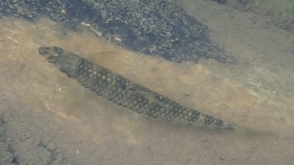 Characidium laterale