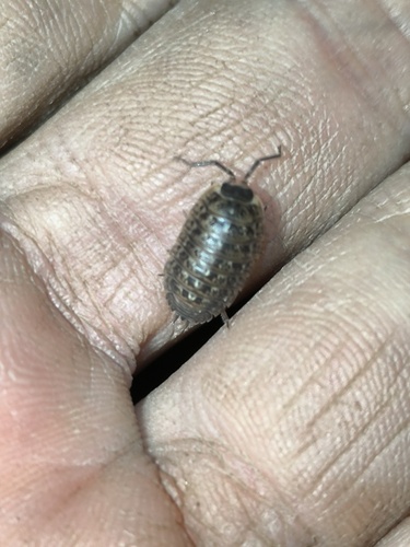 Razzauti's Woodlouse