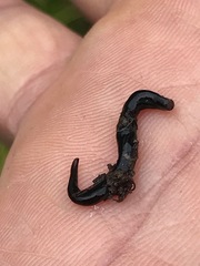 Endeavouria septemlineata