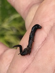Endeavouria septemlineata