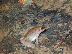 Limnonectes paramacrodon