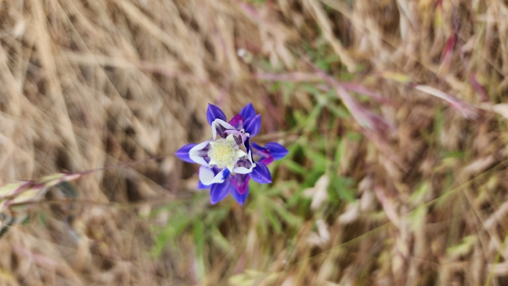 Lupinus nanus; photograph author not stated, no rights reserved