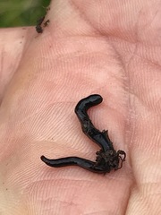 Endeavouria septemlineata