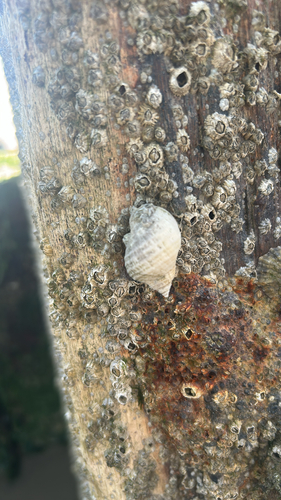 Nucella lapillus