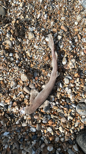 Scyliorhinus canicula