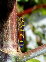 Dilobopterus quinquesignatus