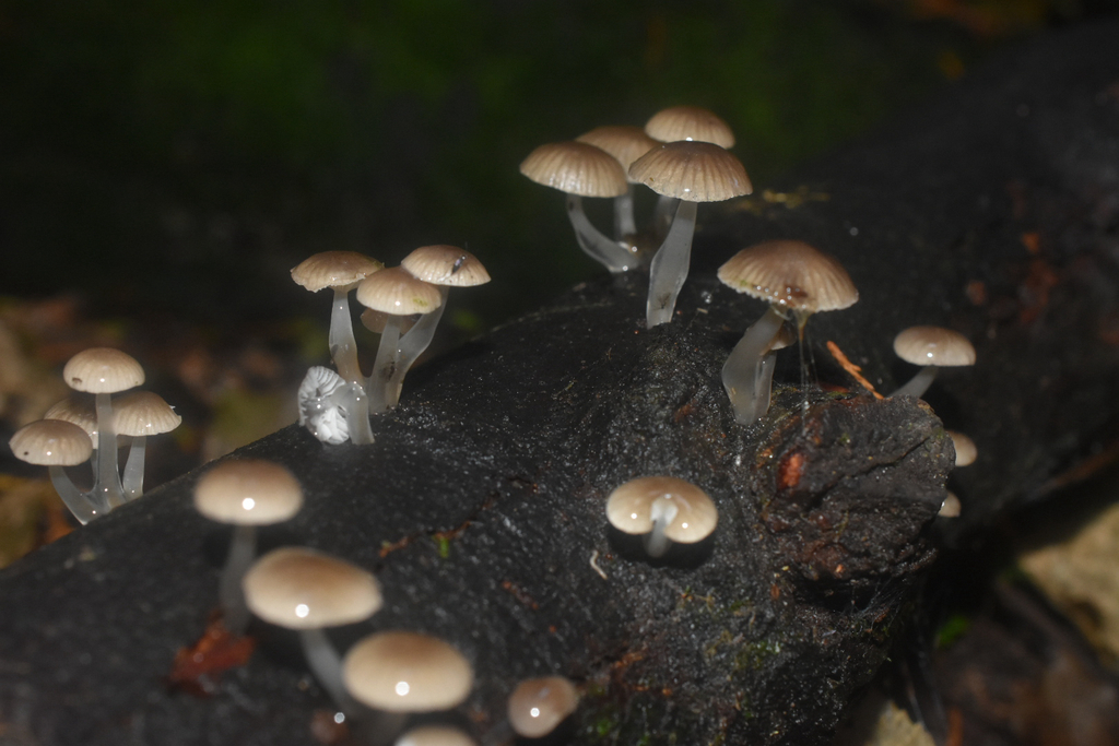 Roridomyces austrororidus · April 2026 · photo: © giant_tree (iNaturalist, cc0)