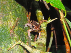 Pulchrana baramica