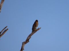 Buteo lineatus lineatus