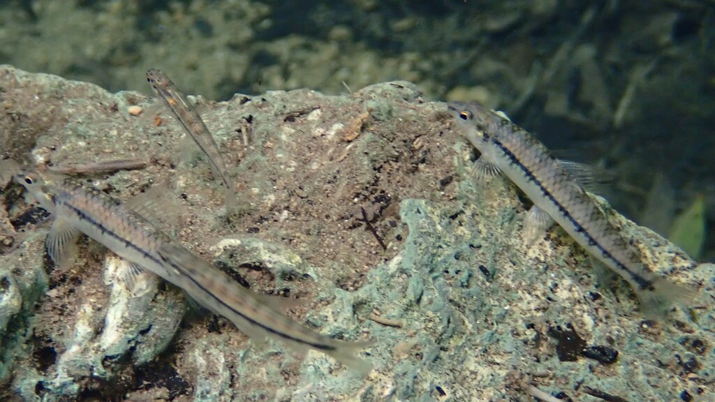 Zijvlek-dartertetra (Characidium laterale) — Crenuchidae