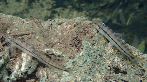 Darter characin (Characidium laterale) — Crenuchidae