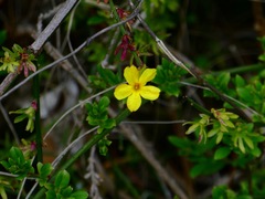 Jasminum nudiflorum