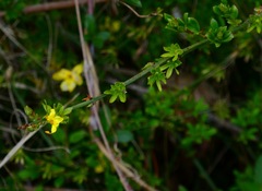 Jasminum nudiflorum