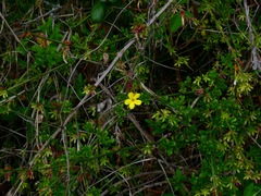 Jasminum nudiflorum