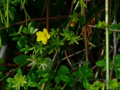 Jasminum nudiflorum