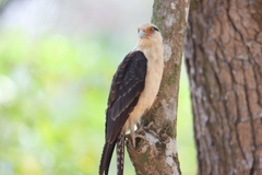 Daptrius chimachima