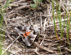 Drasteria ingeniculata