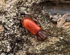 Zenodosus sanguineus