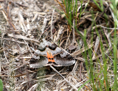 Drasteria ingeniculata