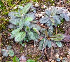 Hieracium venosum