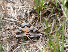 Drasteria ingeniculata
