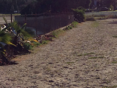 Chondestes grammacus