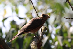Daptrius chimachima
