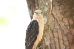 Daptrius chimachima