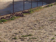 Chondestes grammacus