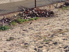 Chondestes grammacus