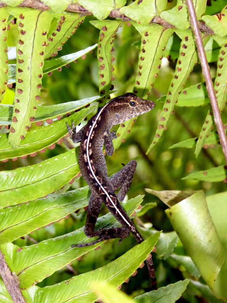 Coban Anole