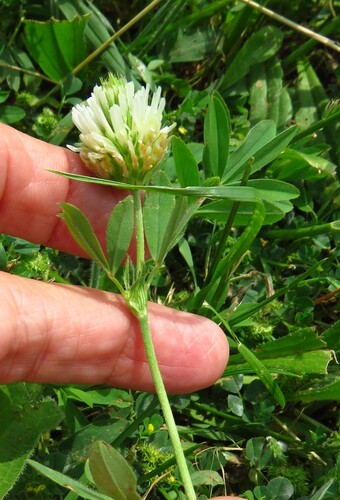 Trifolium alexandrinum, photograph 3