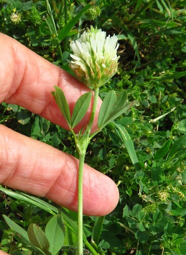 Trifolium alexandrinum, photograph 4