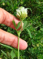 Trifolium alexandrinum, photograph (c) Annika Lindqvist, some rights reserved (CC BY)