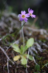 Primula laurentiana