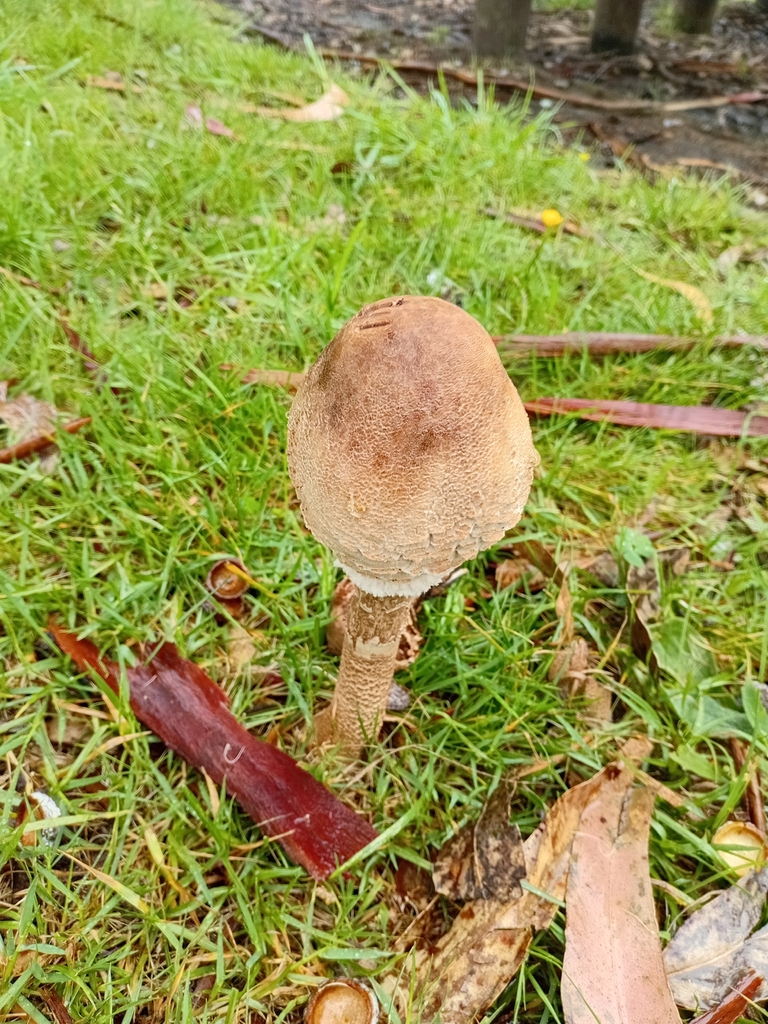 Macrolepiota procera · April 2026 · photo: © gijsroaming (iNaturalist, cc-by)