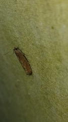 Pseudexentera mali