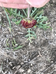 Gaillardia suavis