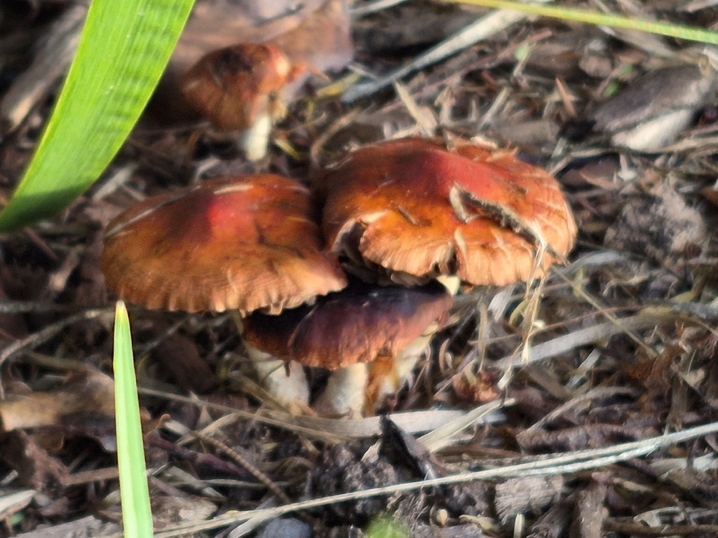Leratiomyces ceres · April 2026 · photo: © prosperosity (iNaturalist, cc-by)