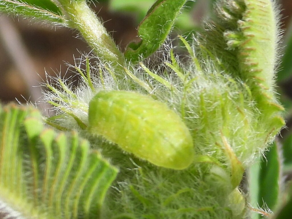 Plebejus hespericus