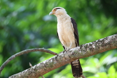 Daptrius chimachima