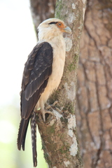 Daptrius chimachima