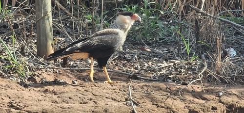 Crested Caracara